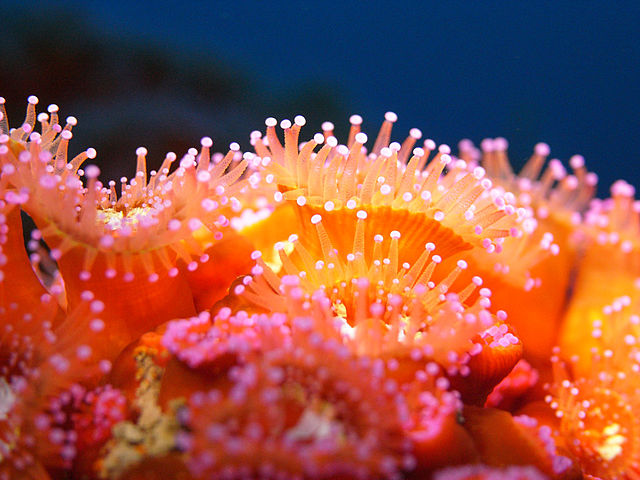 Anemones