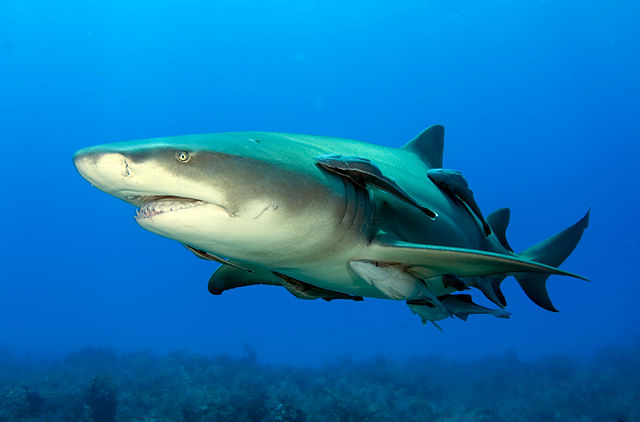Lemon shark