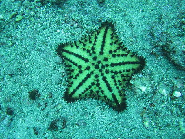 Sea star